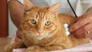 Jak zacházet s pyometrem v kočce a jaké jsou příznaky výskytu